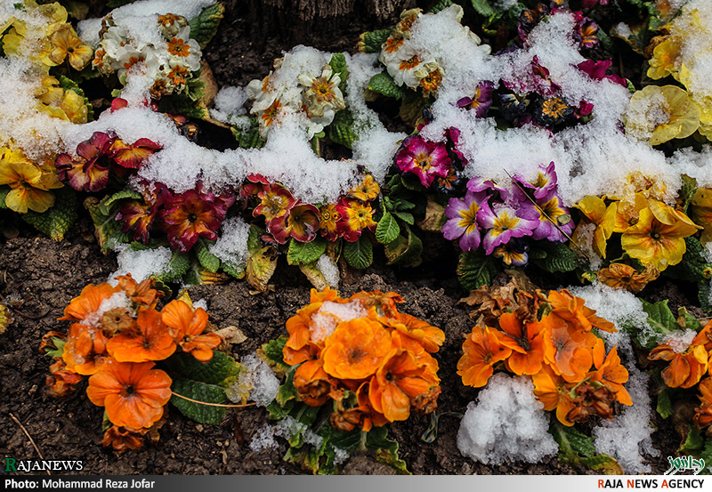 تصاویر:: بارش برف در تهران